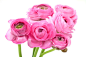 花束,影棚拍摄,花,头状花序,花瓣_164826931_Bouquet of pink ranunculus_创意图片_Getty Images China