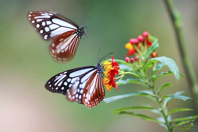 pair by Tiger Seo on...