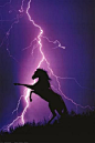 Stunning……WHITE LIGHTENING ON A PURPLE SKY OUTLINING A BEAUTIFUL BLACK HORSE………ELECTRIFYING………ccl: 