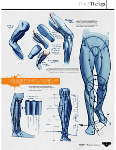 rambor_rambor采集到anatomy