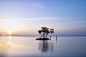 【美图分享】Matthias Huber的作品《Last Tree Standing | Isla Holbox, Mexico》 #500px#