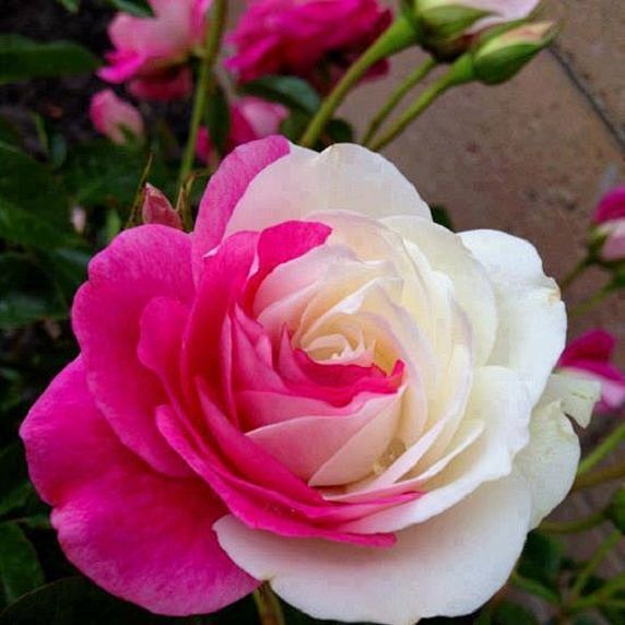 粉红与白玫瑰