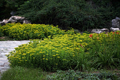 莔冲鱼采集到D生物——植物