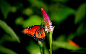 2560x1600 Wallpaper butterfly, flower, plant