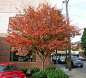 Serviceberry tree-花楸树