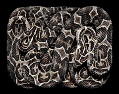 A-望采集到摄影师眼中的"蛇"