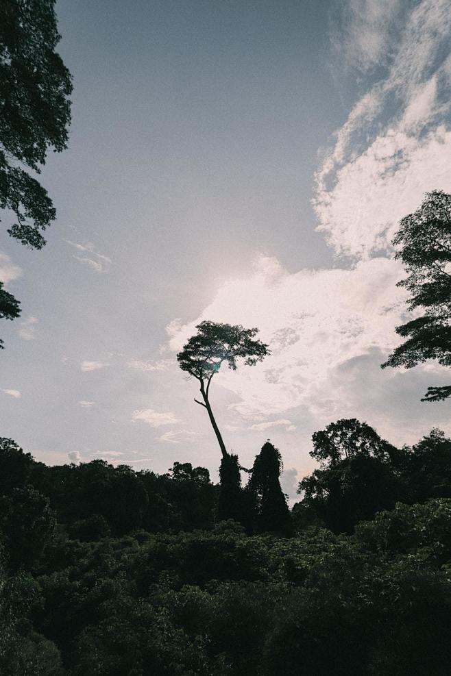 树木是大地写在天幕上的诗。

我们将树木...