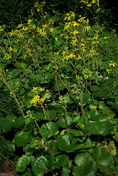 枫林青采集到杭州植物