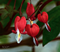 Bleeding Hearts