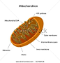 Mitochondrion - stock vector