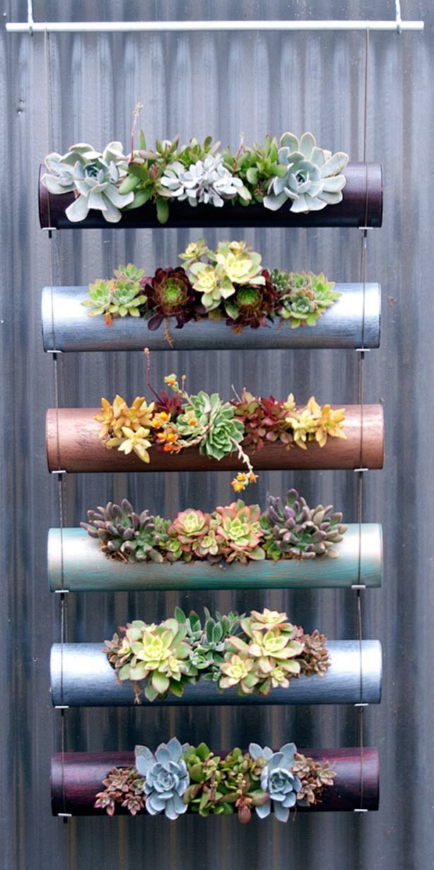 succulent display - ...