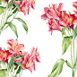Alstroemeria : Drawing flowers warms me in this cold winter.