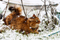 General 2048x1365 winter snow nature cat animals