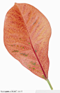 美丽树叶-红色扇形树叶