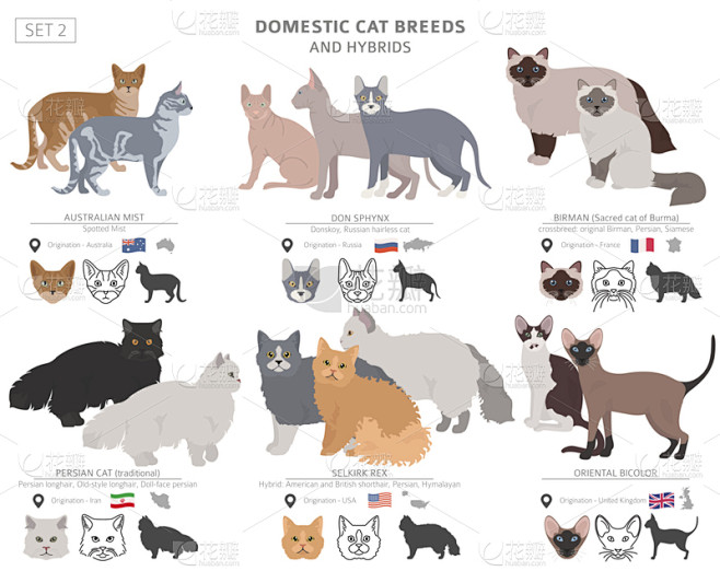 转基因,猫,宠物,分离着色,轮廓,信息图...