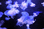 精美绝伦的水下水母摄影作品欣赏(6)