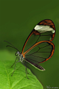 Photograph Glasswing Butterfly 