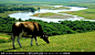 吃草的牛,家禽家畜,动物摄影,摄影,汇图网www.huitu.com