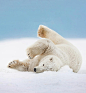 Snow Bath by © Patrick Endres
Polar bear rolls in the snow on an island in the Beaufort Sea on Alaska’s arctic coast.