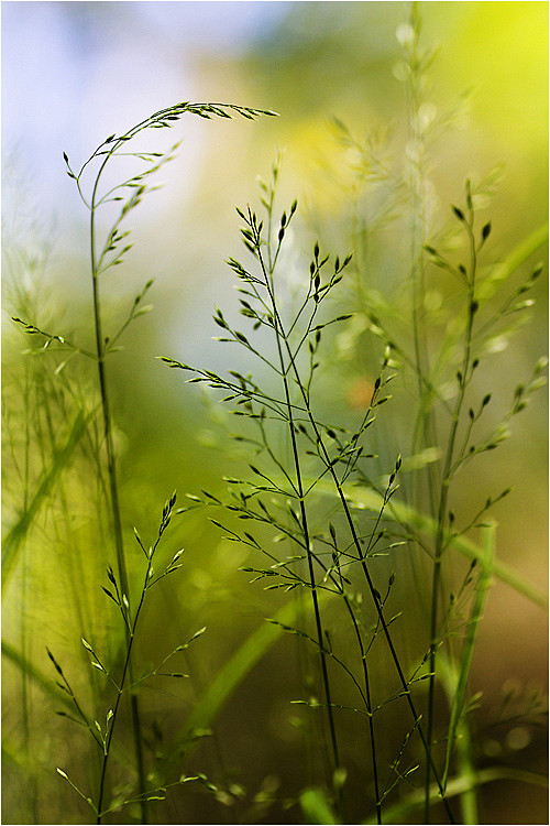 Photograph GRASS DIP...