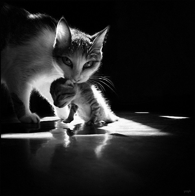 『动物摄影』猫咪的黑白肖像照片（二） -...
