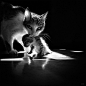 『动物摄影』猫咪的黑白肖像照片（二） - 新摄影