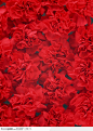 植物背景-漂亮的红色花朵