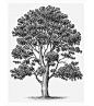 The Tree Illustration Collection by Steven Noble : The Tree Illustration Collection by Steven Noble