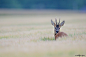 【美图分享】Philippe Hayart的作品《Deer in the corn》 #500px#