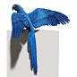 Panasonic 3D Blue Macaws on the Adweek Talent Gallery