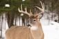 whitetail_deer_1