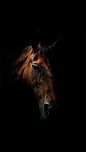 The quiet companion | Equine Beauty