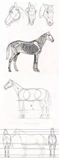 马的画法