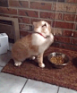 gif-cats-1535934.gif (249×300)