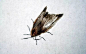 视频 | 齐白石笔下的飞虫100幅，精细之极！