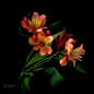 A WEEK of ALSTROEMERIA, two