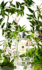 白茉莉与薄荷香水 | Jo Malone China E-commerce Site : 英国乡间花园阳光明媚的早晨。新鲜碾压的野生薄荷<br>在茉莉、百合、橙花与玫瑰的丰富花香中注入一丝<br>灵动气息，引人入胜。