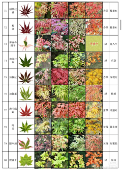 αΒ偏┈→Α采集到建筑、景观【园艺、花境、植物】