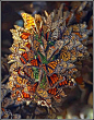 kendrasmiles4u:

Cluster of migrating monarch butterflies |We Heart Ithttp://weheartit.com/entry/120485404/via/kendra_day_crockett