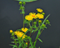 六月菊，旋覆花（学名：Inula japonica）是菊科旋覆花属的植物。花语别离。