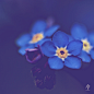 Forget-me-not - [Explored April 17th 2014] by fearghal breathnach