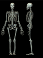 人体整体骨架结构