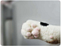 Cat hand paw Magnet - Kannis