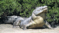 Cape York croc