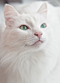 White cat - null http://www.buzzblend.com