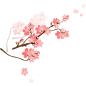 花 png