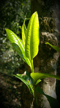 朗哩咯朗采集到茶叶