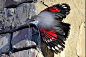 吸啾超话 早～今天来吸一种外表迷人的鸟儿：红翅旋壁雀。红翅旋壁雀是一种雀形目的鸟儿，从欧洲南部到中国中部都能看到它的身影，主要以昆虫为食，生活在海拔1000～3000米的高山绝壁之上，有时在砖石结构的建筑物或是采石场也能看到它。当这种雀儿攀附在岩壁上时，会展开一部分翅膀，露出亮眼的红 ​​​​...展开全文c
