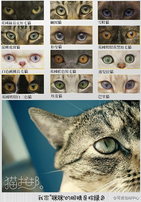 【貓眼顏色有很多】最基本的有：黃色、藍色...