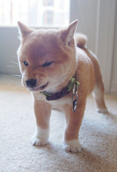 Angry Dog Is Angry 哎...